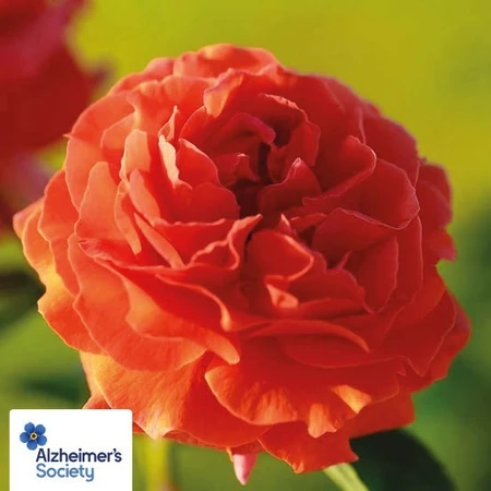 Rosa 'Down Memory Lane' 4.5L