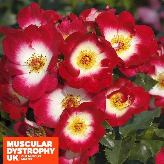 Rosa Stronger Together CHAR FL 4.5L