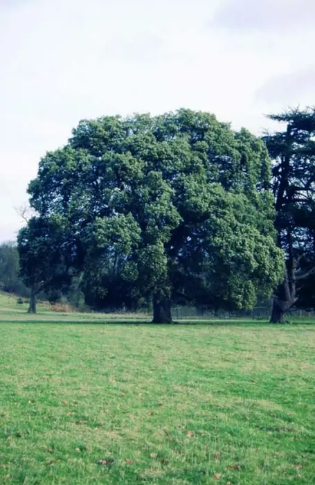 Quercus Ilex 7L