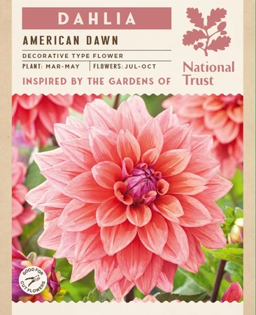 Dahlia American Dawn