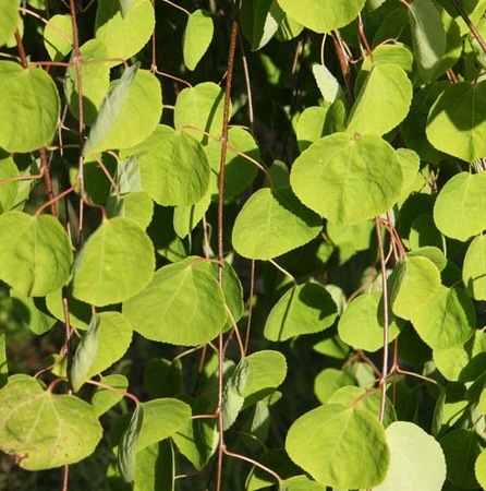 Cercidiphyllum Japonicum 7L