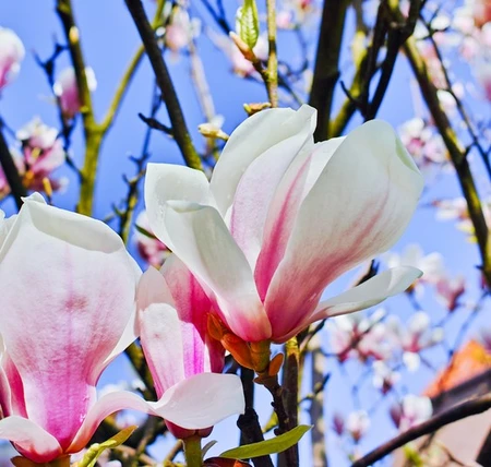 Magnolia George Henry Kern 7.5L - image 2
