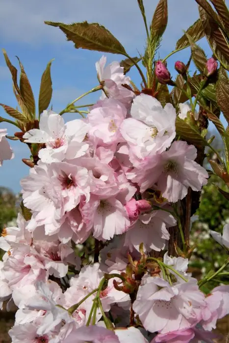 Prunus Amanogawa 12L