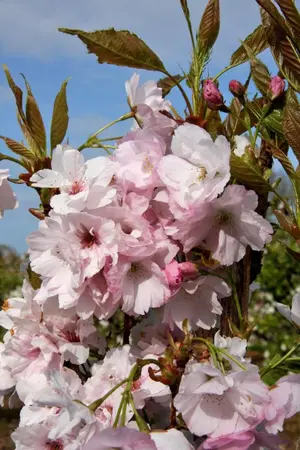Prunus Amanogawa 12L