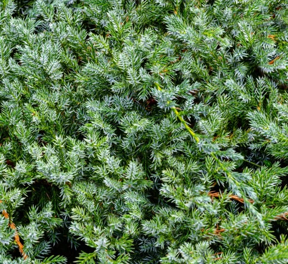 Juniperus Blue Carpet 3L - image 1