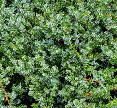 Juniperus Blue Carpet 3L