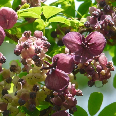 Akebia Quinata 3L