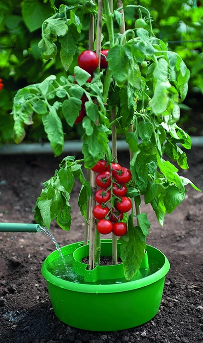 Plant Halos Green 3Pk - image 5