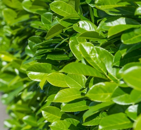 Prunus Lauro Rotundifolia 60 100cm 3L