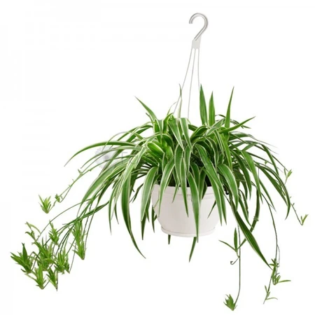 Chlorophytum Hanging 14Cm - image 2