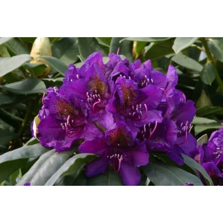Rhododendron Hybrid Purple 5L