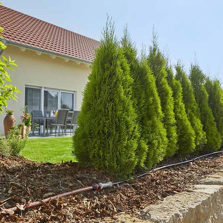 Startset Planted Above Irrigation Line - image 5