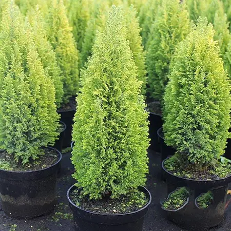 Chamaecyparis Ellwoods Gold 3L