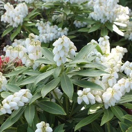 Pieris Japonica Sarabande 3L