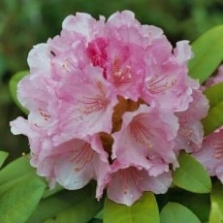 Rhododendron Hybrid Pink 5L