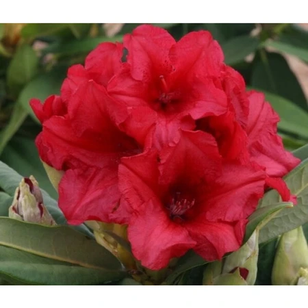 Rhododendron Hybrid Red 5L