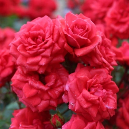 Birthday Wishes Pat STD 5L