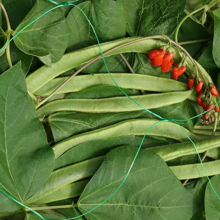 Pea+Bean Netting Green 150Mm Mesh - image 2