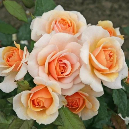 Rosa 'Sweet Honey' ROTY 2020 4.5L