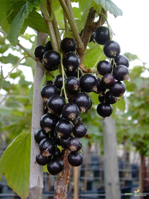 Blackcurrant Tiben 3.5L