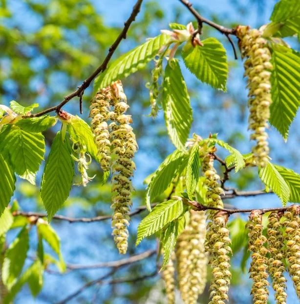 Betula Alba Pendula 12L