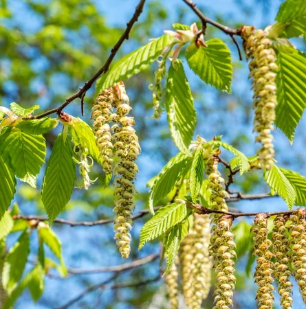 Betula Alba Pendula 12L