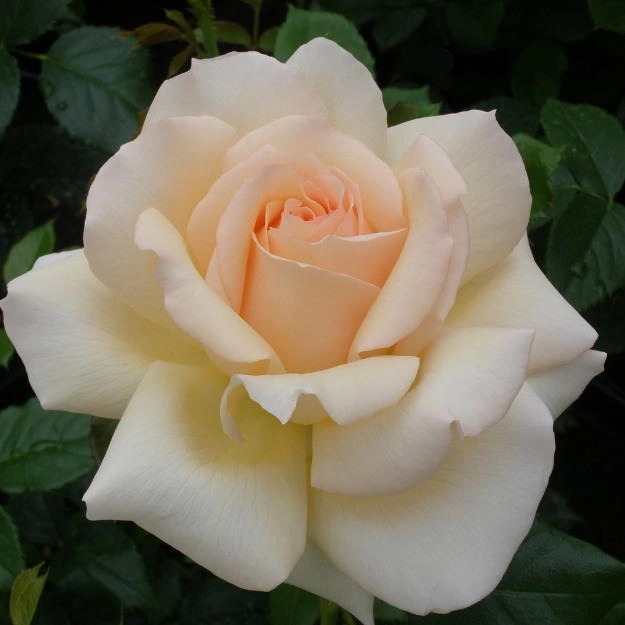 Chandos Beauty HT 4.5L