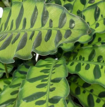 Calathea Lancifolia Insigne 14cm - image 2