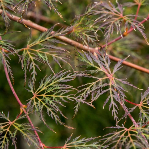 Acer Pal Emerald Lace 19cm