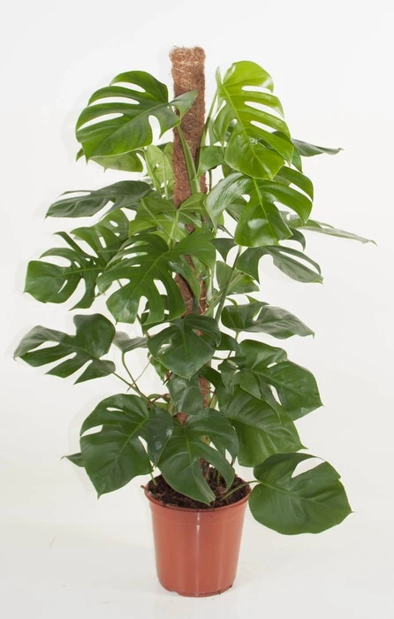 Monstera Pertusum Mp 24cm - image 1