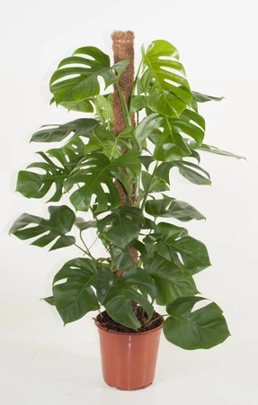 Monstera Pertusum Mp 24cm - image 1