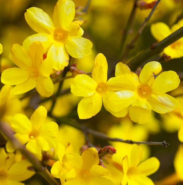 Jasminum Nudiflorum 3L - image 2