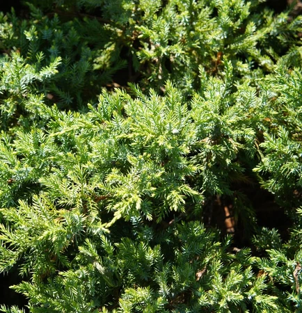 Juniperus Holger 3L