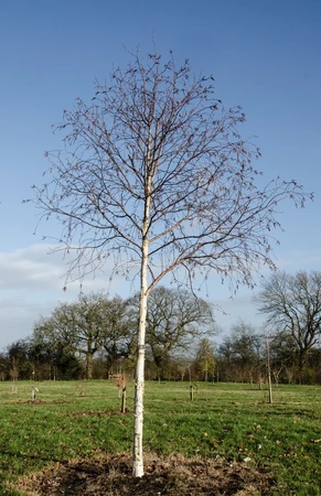 Betula Utilis Jacquemontii 12L - image 3