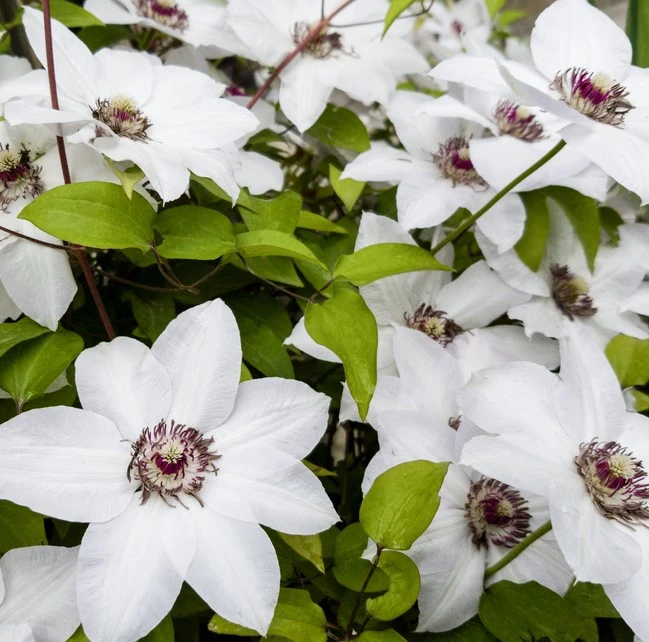 Clematis Miss Bateman 3L