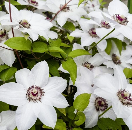 Clematis Miss Bateman 3L