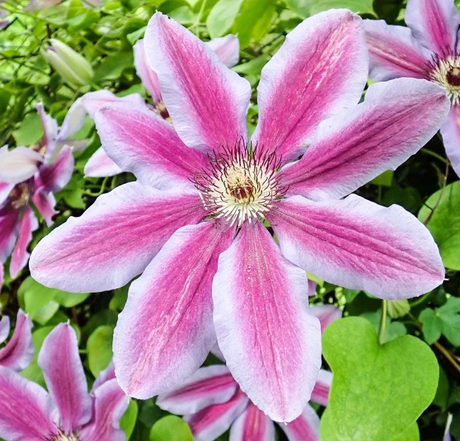 Clematis Carnaby 3L