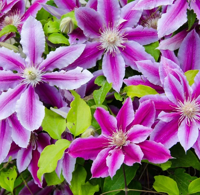 Clematis Dr Ruppel 3L