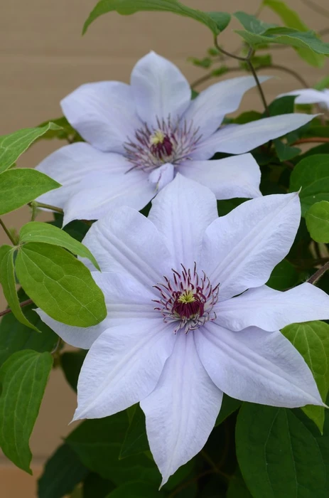 Clematis Bernadine 3L