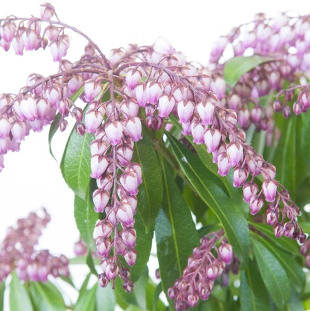 Pieris Jap Katsura 3L