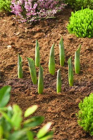 Bulb Baskets Round Small 3Pk - image 1
