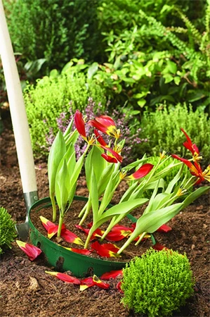 Bulb Baskets Round Small 3Pk - image 4