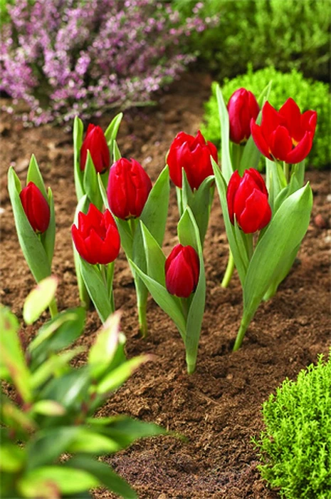 Bulb Baskets Round Large 2Pk - image 1