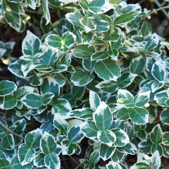 Euonymus Fort Emerald Gaiety 2L