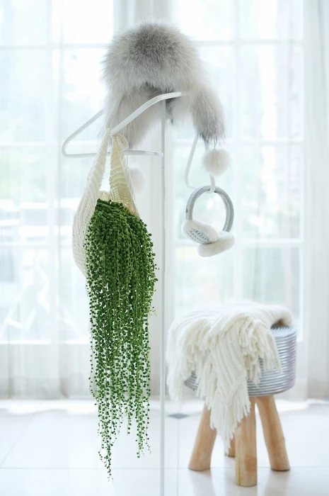 Senecio Rowleyanus 14cm - image 2