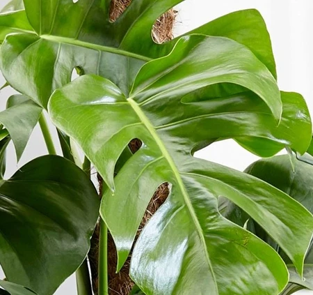 Monstera 17cm - image 2