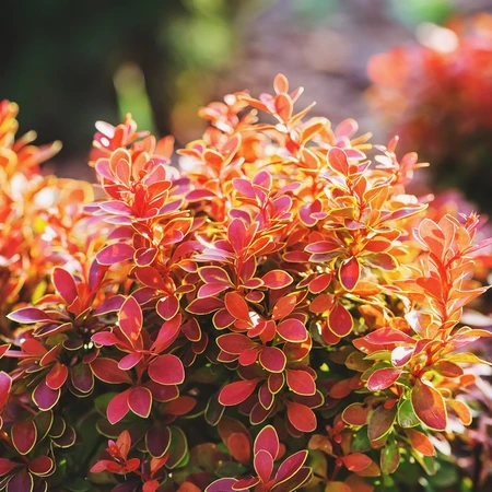 Berberis Thunb Admiration 3L