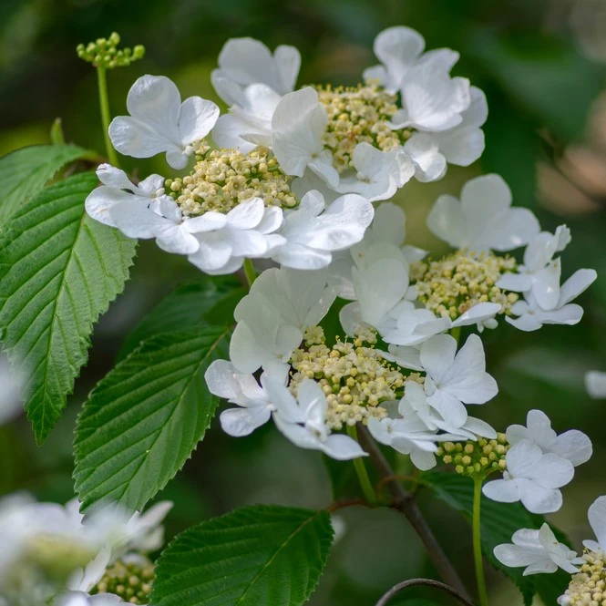 Viburnum Plicatum Lanarth 10L