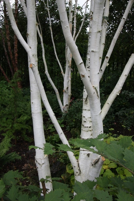 Betula Utilis Jacquemontii 12L - image 3