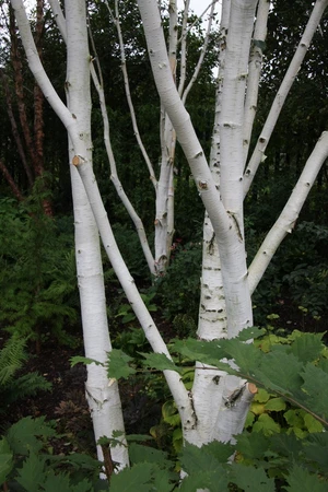 Betula Utilis Jacquemontii 12L - image 3